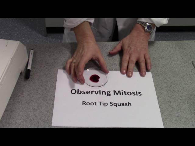 Mitotic Index Root Tip Squash