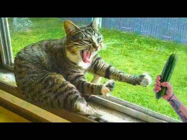 ПРИКОЛЫ С ЖИВОТНЫМИ ДО СЛЕЗ / Смешные КОТЫ 2021 / Приколы с КОТАМИ / Funny ANIMALS video #22