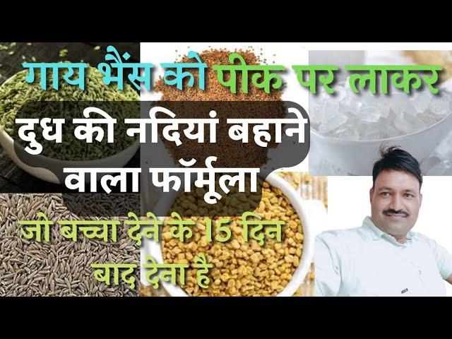 गाय भैंस को पीक पर लाकर दुध की नदियां बहाने वाला फॉर्मूला जो बच्चा देने के 15 दिन बाद देना है