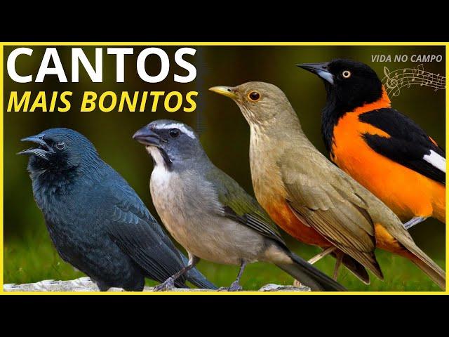 50 Cantos De Aves "MAIS BONITOS" Do BRASIL !!!