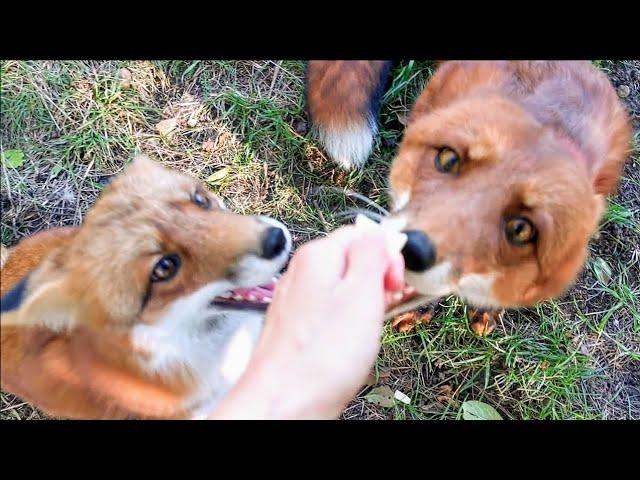 Foxes with dog behavior - Alfie and Foxie