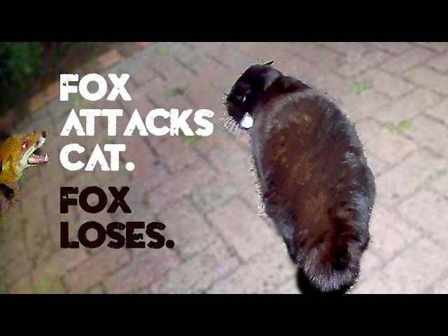 Fox attacks cat