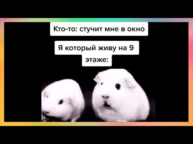 тикток жуёт любимую жвачку 5 (хомячки)