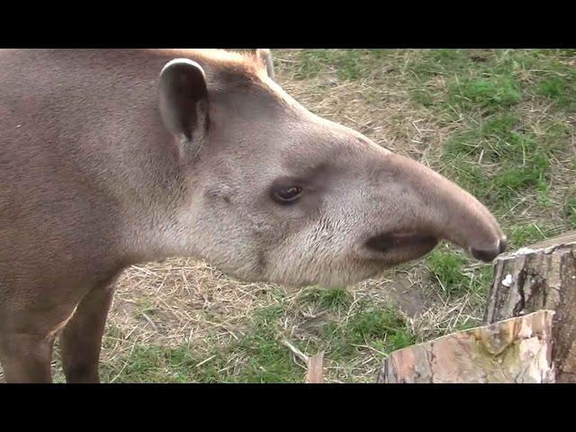 Tapir anta (Tapirus terrestris) - ZOO Zamość