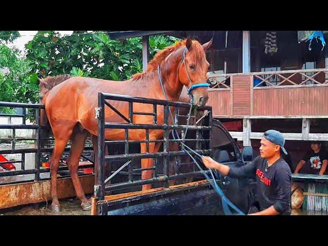 KEDATANGAN KUDA JUMBO SAAT HUJAN DI PASAR KUDA JENEPONTO | BISNIS JUAL BELI KUDA