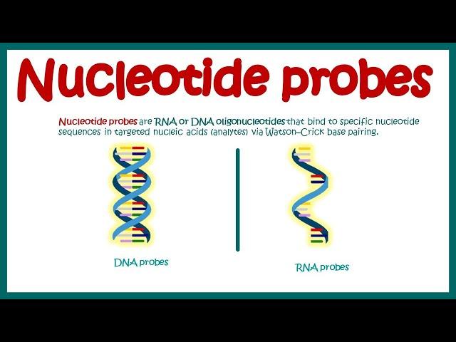 Nucleotide Probes | What are probes ? | Application of probes in biotechnology | DNA and RNA probes