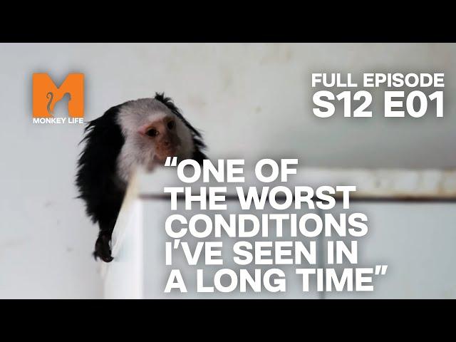 Abandoned Marmosets Are Rescued | Season 12 Episode 1 | Full Episode | Monkey Life