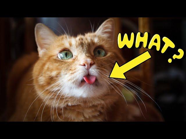 12 Weird Cat Behaviors Explained