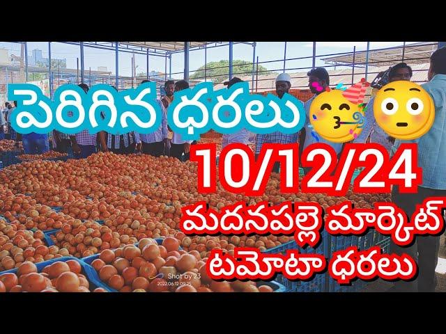 10-12-24 Madanapalle Tomato Market price Today || Today Tomato Market Rate in Madanapalle #today