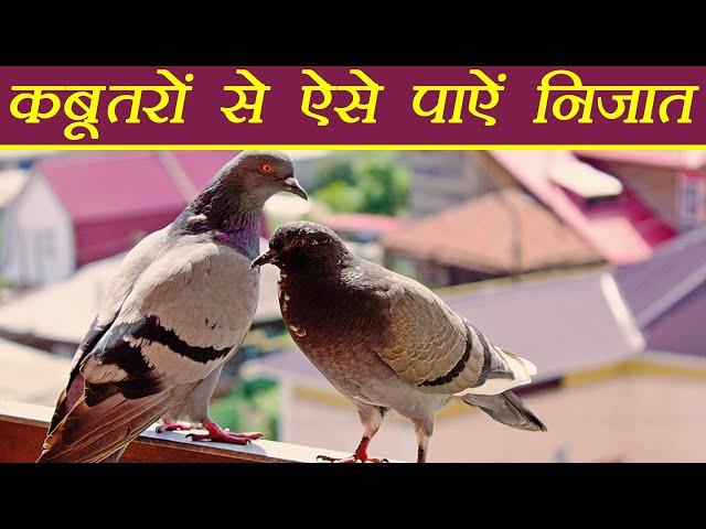 Pigeon: कबूतर भगाने के आसान तरीके | How to Get Rid Of Pigeons | Boldsky