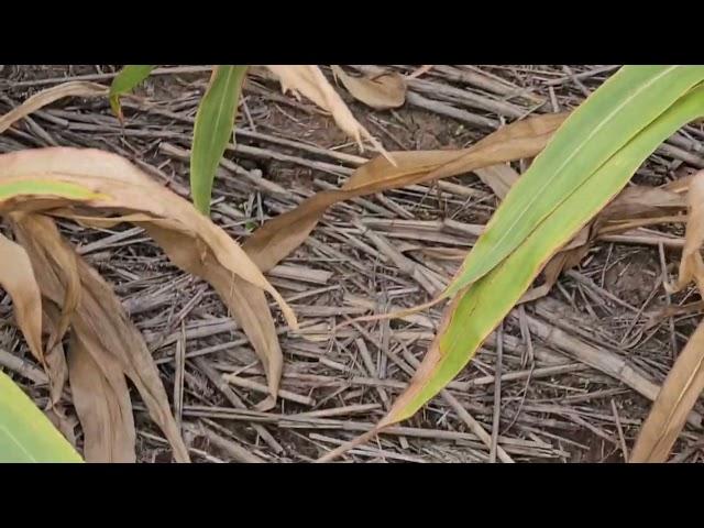 Сорго. Состояние посева. No-till 17.09.2024