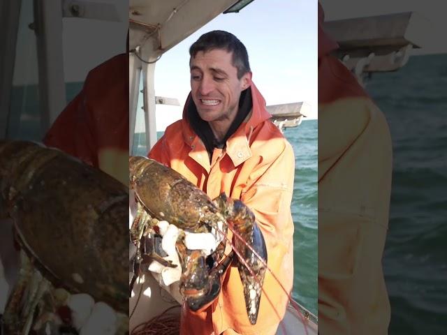 Helping a HUGE Maine Lobster!