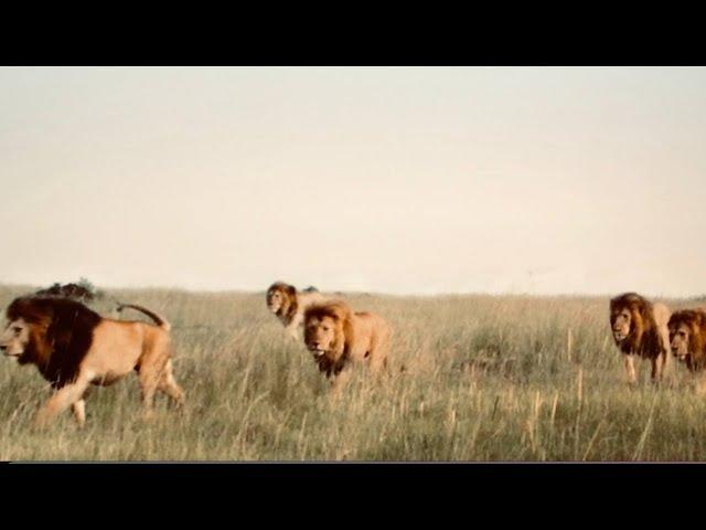 Los Poderosos Leones NOTCH - La Coalición Más Dominante que Los Mapogo