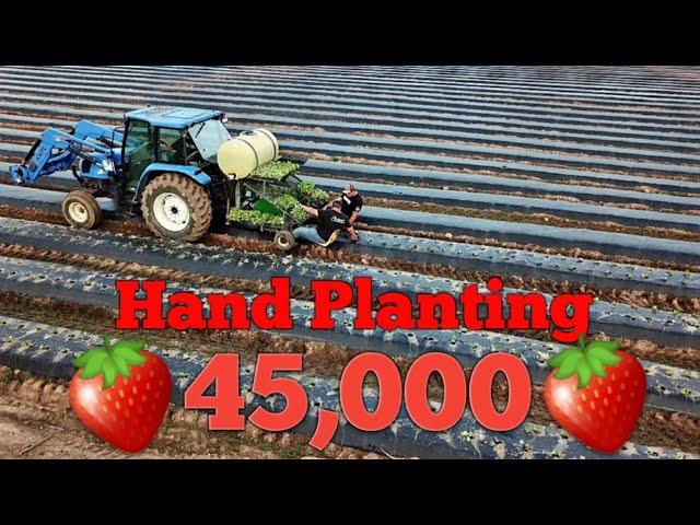 Planting Strawberries 2021  Start to Finish, 45k Plants!