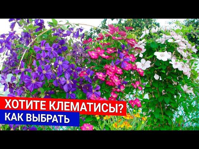 Хотите клематисы? Как выбрать