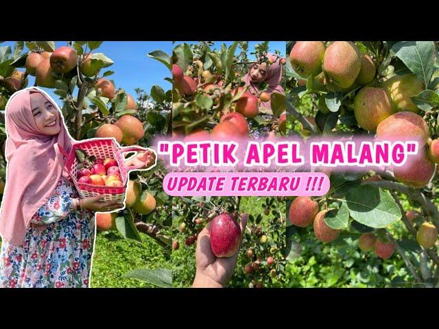 PANEN APEL MERAH DI KOTA BATU MALANG | WISATA PETIK APEL DI KOTA BATU MALANG | PART 2