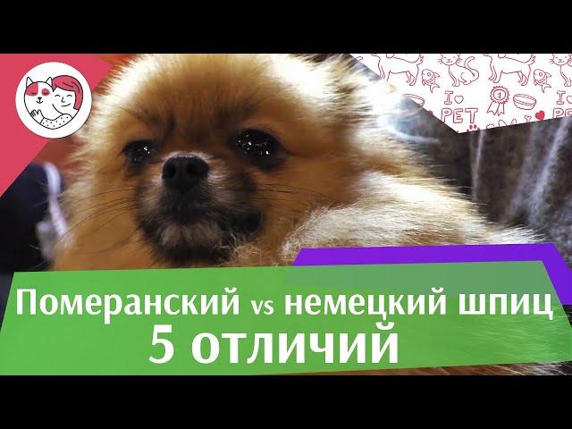 5 отличий немецкого шпица от померанского шпица на ilikepet