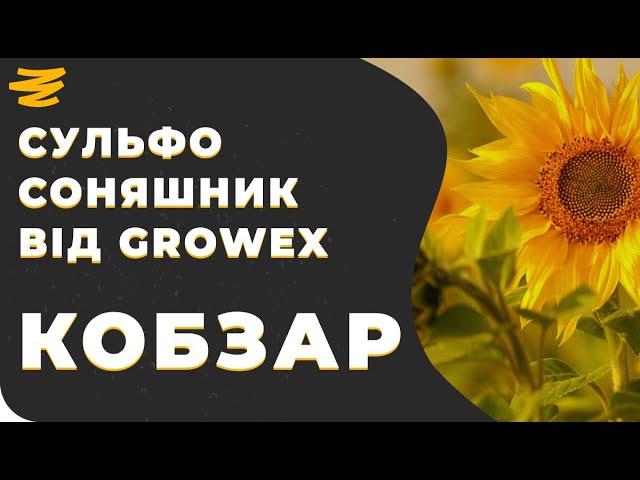 7 РАСОВИЙ СОНЯШНИК ВІД GROWEX. КОБЗАР.