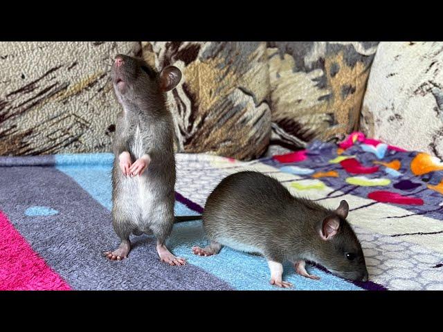Крысята играют с бусами.  #rat #animal #животные #крысы #крысята