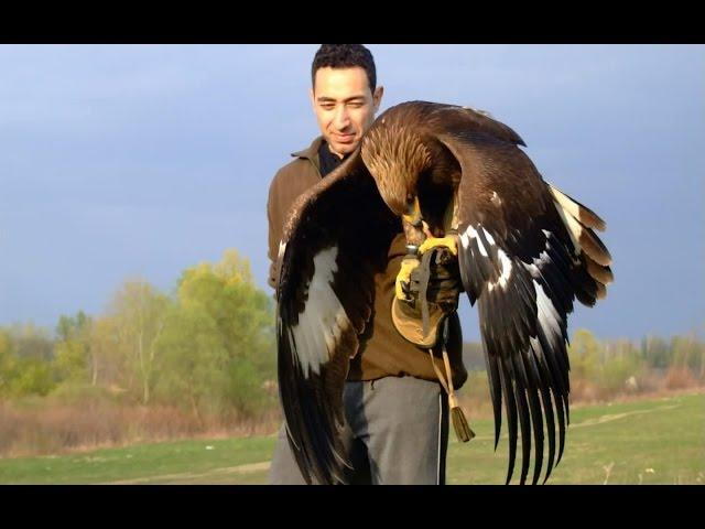Hunting with a Golden Eagle - Amazing short movie