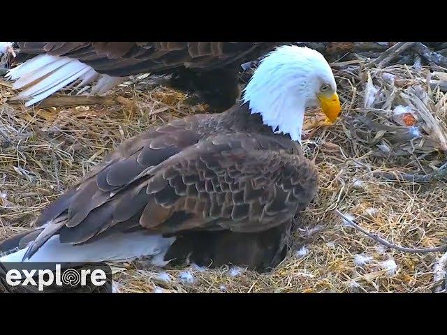 An Eaglet is Born!