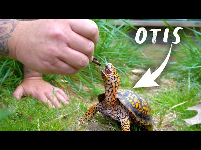 Moving a Turtle Outside