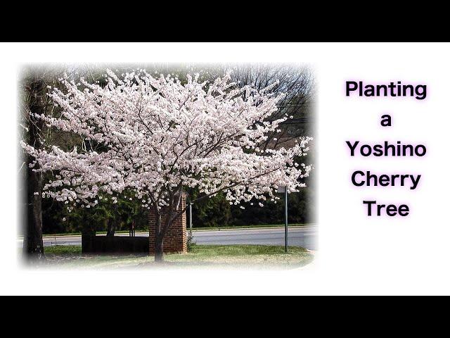 Planting a Yoshino Cherry Tree