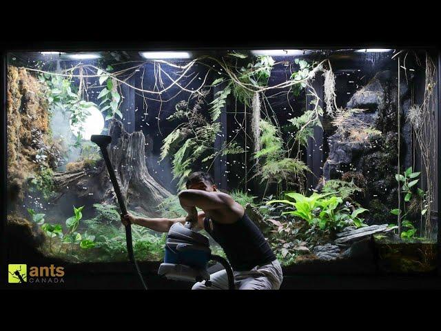 Attack of the Flying Fire Ant Queens Breaking Into My Giant Rainforest Vivarium