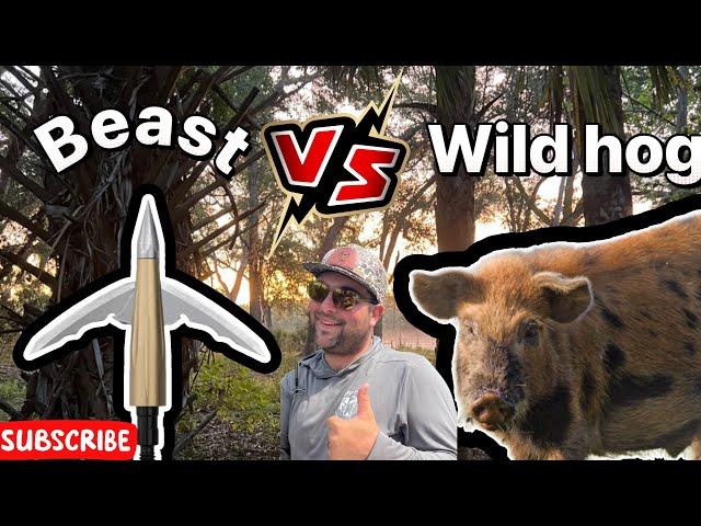 Bow hunting, wild hogs with the new beast, broadhead bone, avoiding technology!￼