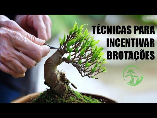 Técnicas para incentivar o aparecimento de novas brotações