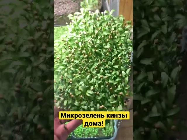 Микрозелень кинзы у себя дома! Микрозелень кориандр!