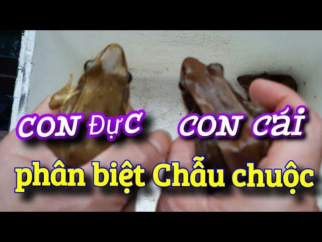 chia sẽ cách phân biệt chẫu chuộc giống  Bố mẹ (đực và cái )