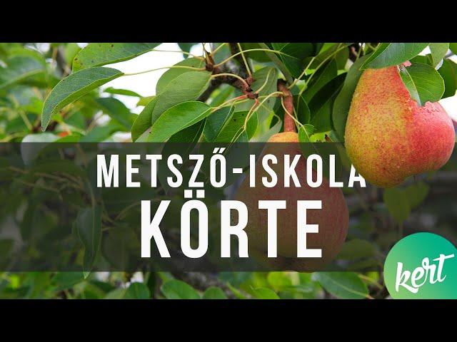 Idős körtefa metszése Kosztka Ernővel | kert TV metsző iskola