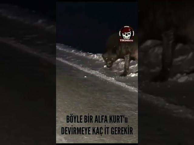 BÖYLE BİR ALFA KURT'u DEVİRMEYE KAÇ İT GEREKİR #shorts #keşfet #short #shortvideo #shortsvideo