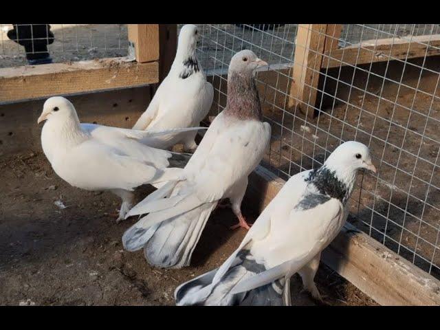 Продаются Бакинские голуби Вагифа в Астрахани