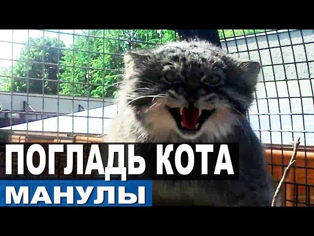 ДОБРАЛИСЬ ДО МАНУЛОВ! Как приручить манула? Как поймать дикого кота?