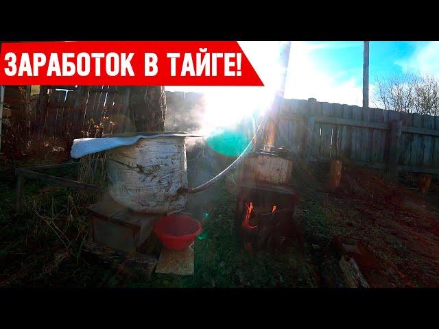 Собиратели дикороса в тайге! Тайга Кормилица