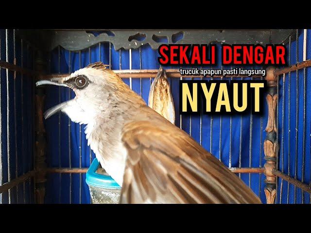 trucukan gacor TARUNG ROPEL PANJANG pancingan trucukan agar bunyi jadikan burung trucuk gacor EMOSI