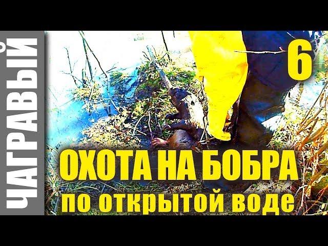 Охота на бобра по открытой воде 2 | Beaver hunting in open water 2