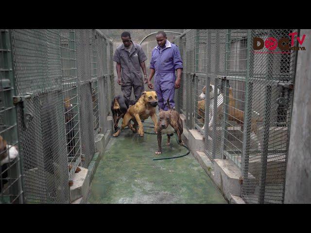 DOBERMAN, AMERICAN PITBULS,SOUTH AFRICA BOERBOELS AND GERMAN SHEPHARDS DOG BREEDER @FIDEL KENNEL