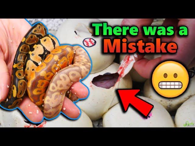 Our Baby Ball Pythons Hatched!! But...