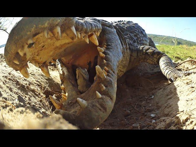 Crocodile scoops up babies into mouth...along with Spy Croc!