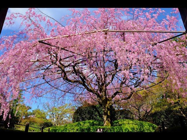 おうちでお花見 by 妙心寺退蔵院　Enjoy sakura at home by Taizoin Zen Buddhist temple