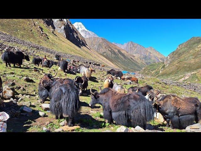 Himalayan Village Life | The Yak Farm | Dolpa | Nepal | Himalayan shepherd Life | Real Nepali Life |