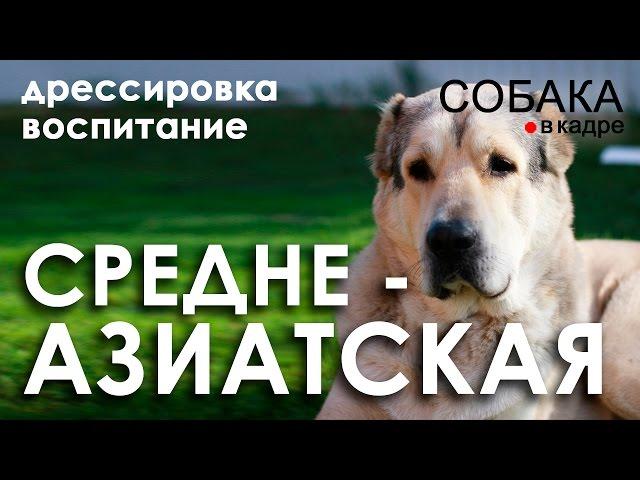 Среднеазиатская овчарка. Дрессировка и воспитание.