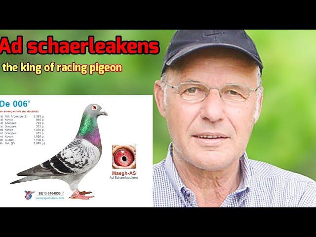 Ad Schaerlaeckens: The Living Legend of Racing Pigeons – Secrets to His Success