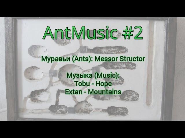 AntMusic #2