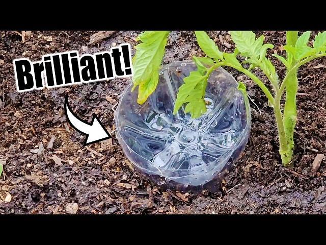 Top 10 Free Vegetable Gardening Hacks