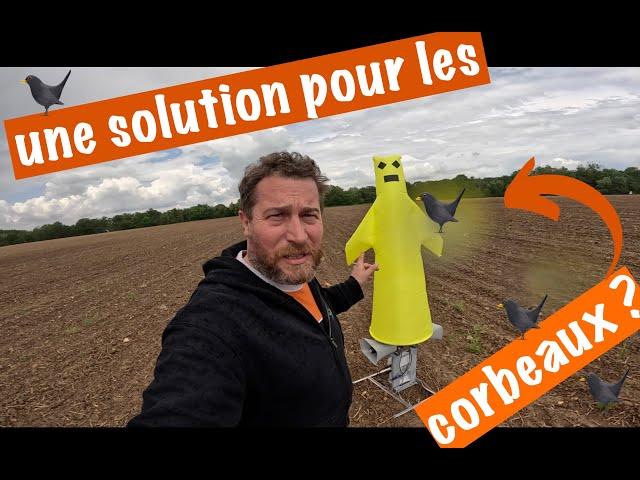 Corbeaux et tournesols, comment faire ???? ‍⬛