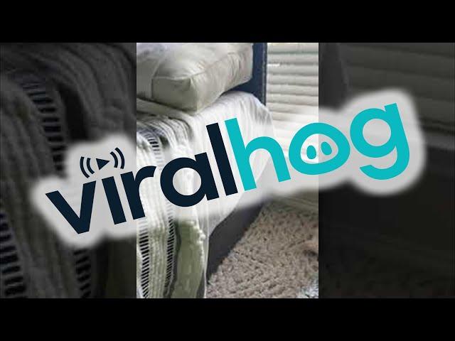 Dachshund Puppies Play Hide and Seek with Mom || ViralHog